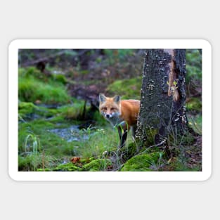 Red Fox - Algonquin Park, Canada Sticker